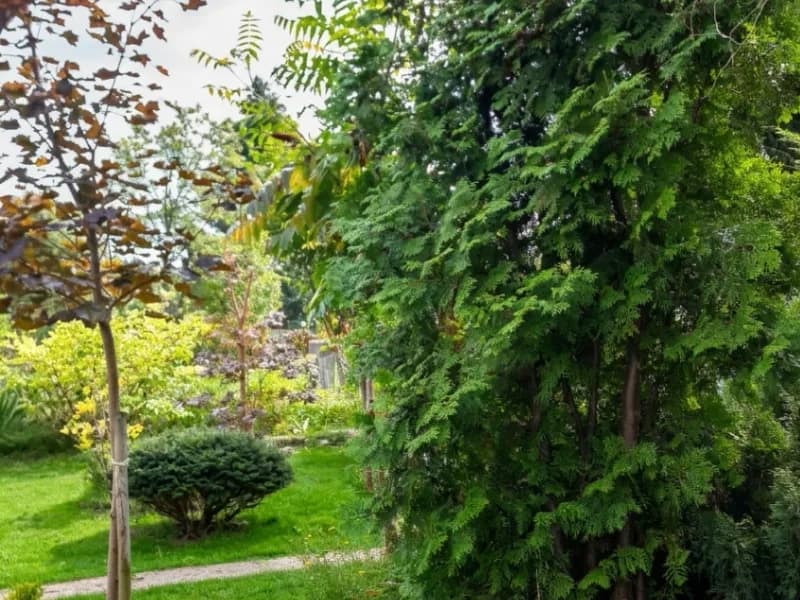 Działka ROD na sprzedaż – prąd, woda, zadbana działka
