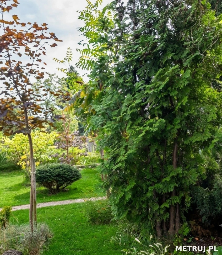 Działka ROD na sprzedaż – prąd, woda, zadbana działka